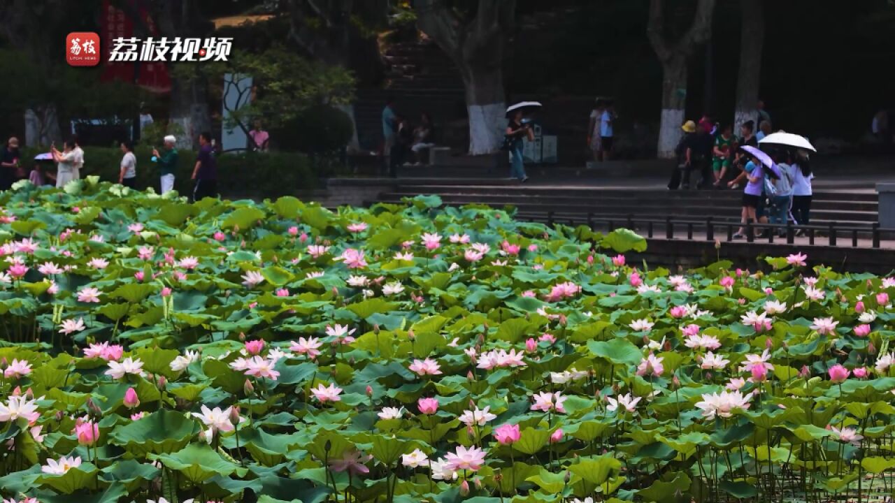 小荷初露!南京玄武湖荷花盛放夏日氛围拉满