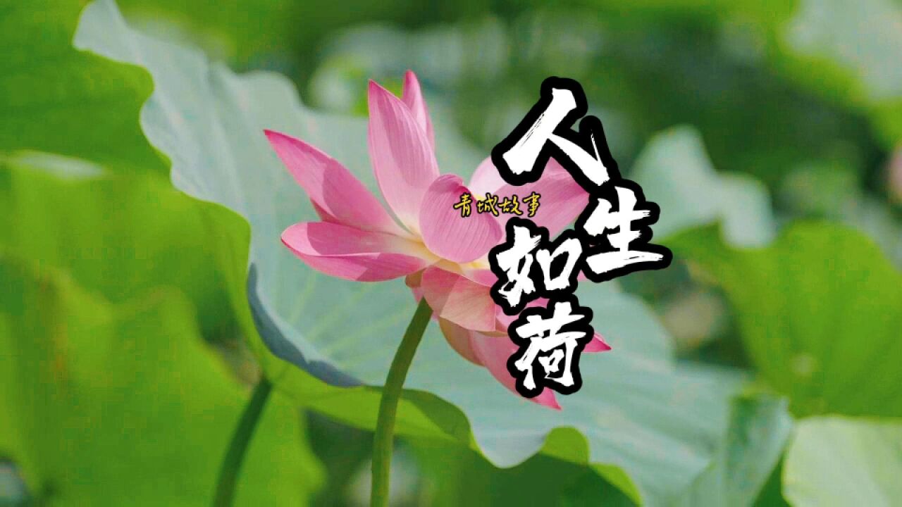 青城公园荷花又开了,但是今年赏花的心情不同往昔