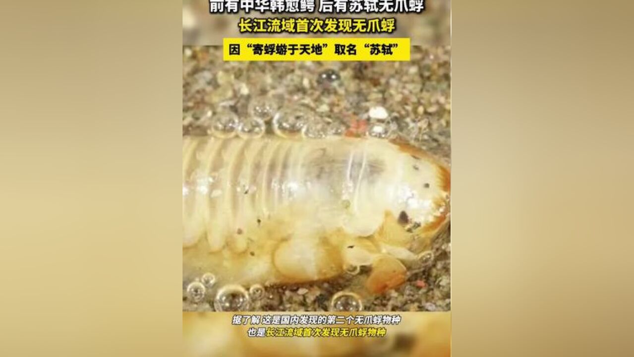 前有中华韩愈鳄 后有苏轼无爪蜉 长江流域首次发现无爪蜉 因“寄蜉蝣于天地”取名“苏轼”#苏轼#无爪蜉#长江#诗词