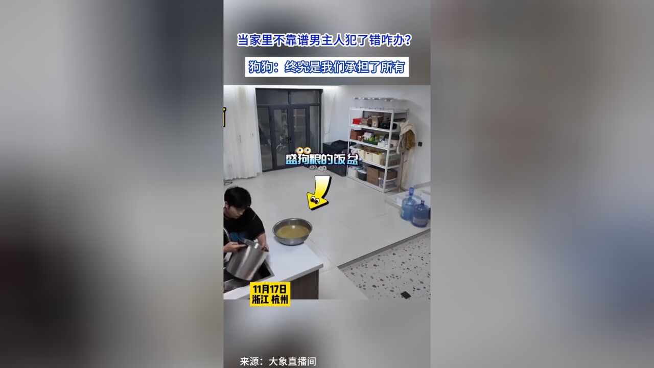 当家里不靠谱男主人犯了错咋办?狗狗:终究是我们承担了所有