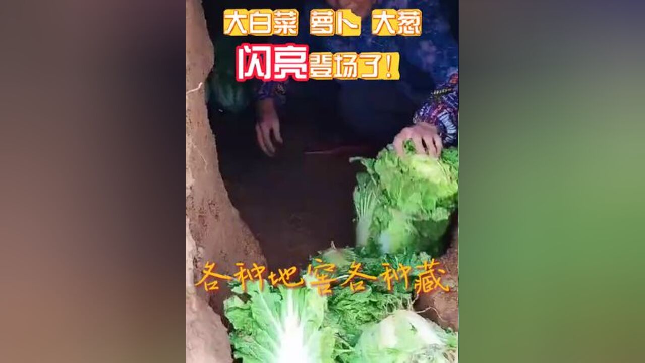 豆橛子退场 大白菜、萝卜、大葱闪亮登场了!还记得小时候的地窖不