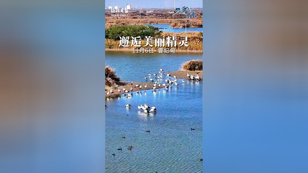 东方白鹳、天鹅、白鹤等候鸟云集,这是属于唐山曹妃甸湿地的冬日浪漫.