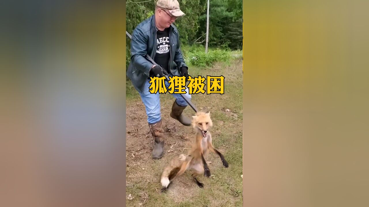 狐狸被好心大哥解救