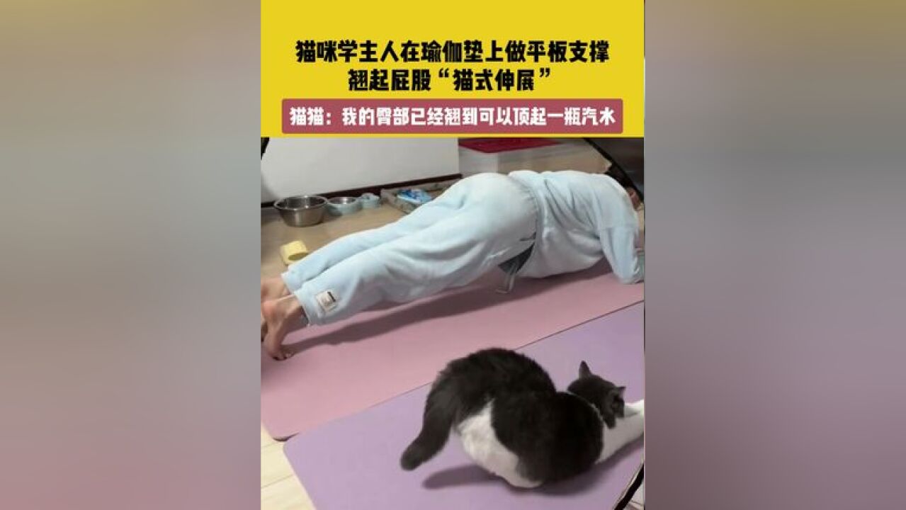 11月19日,天津.素材来源.猫咪学主人在瑜伽垫上做平板支撑,翘起屁股“猫式伸展”.猫猫:我的臀部已经翘到可以顶起一瓶汽水