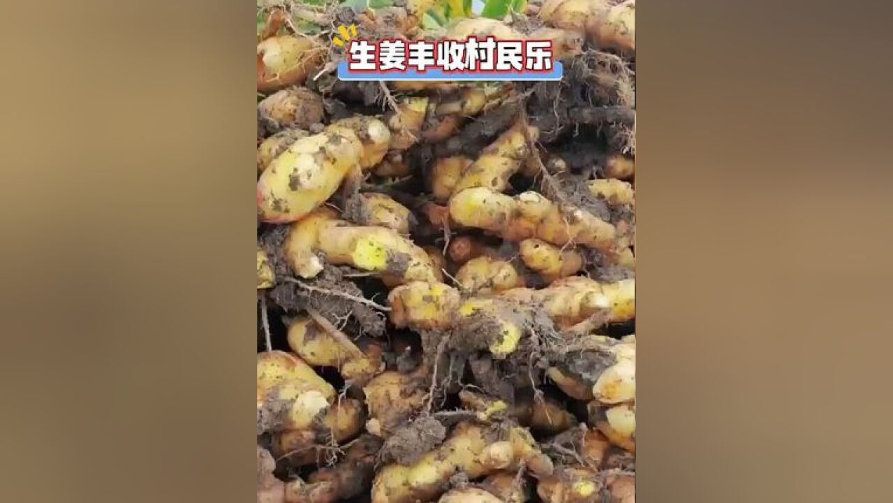 生姜丰收村民乐