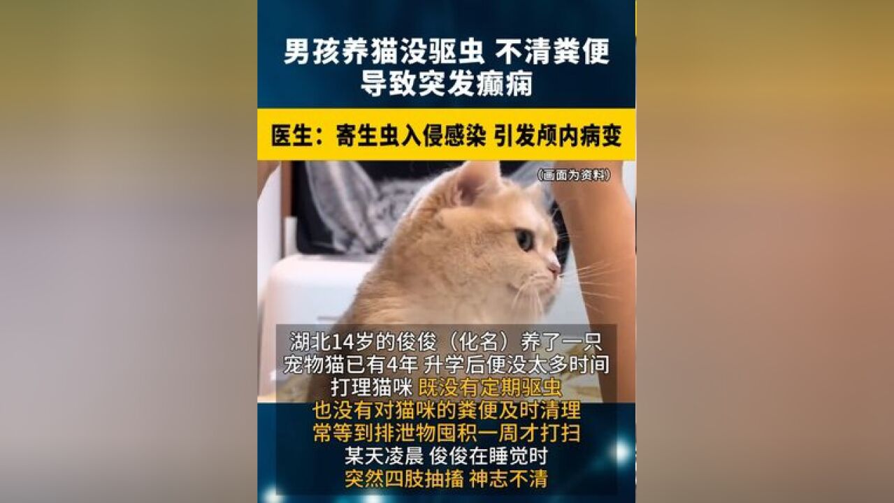 男孩养猫没驱虫、不清粪便,导致突发癫痫 !医生:寄生虫 入侵感染,引发颅内病变