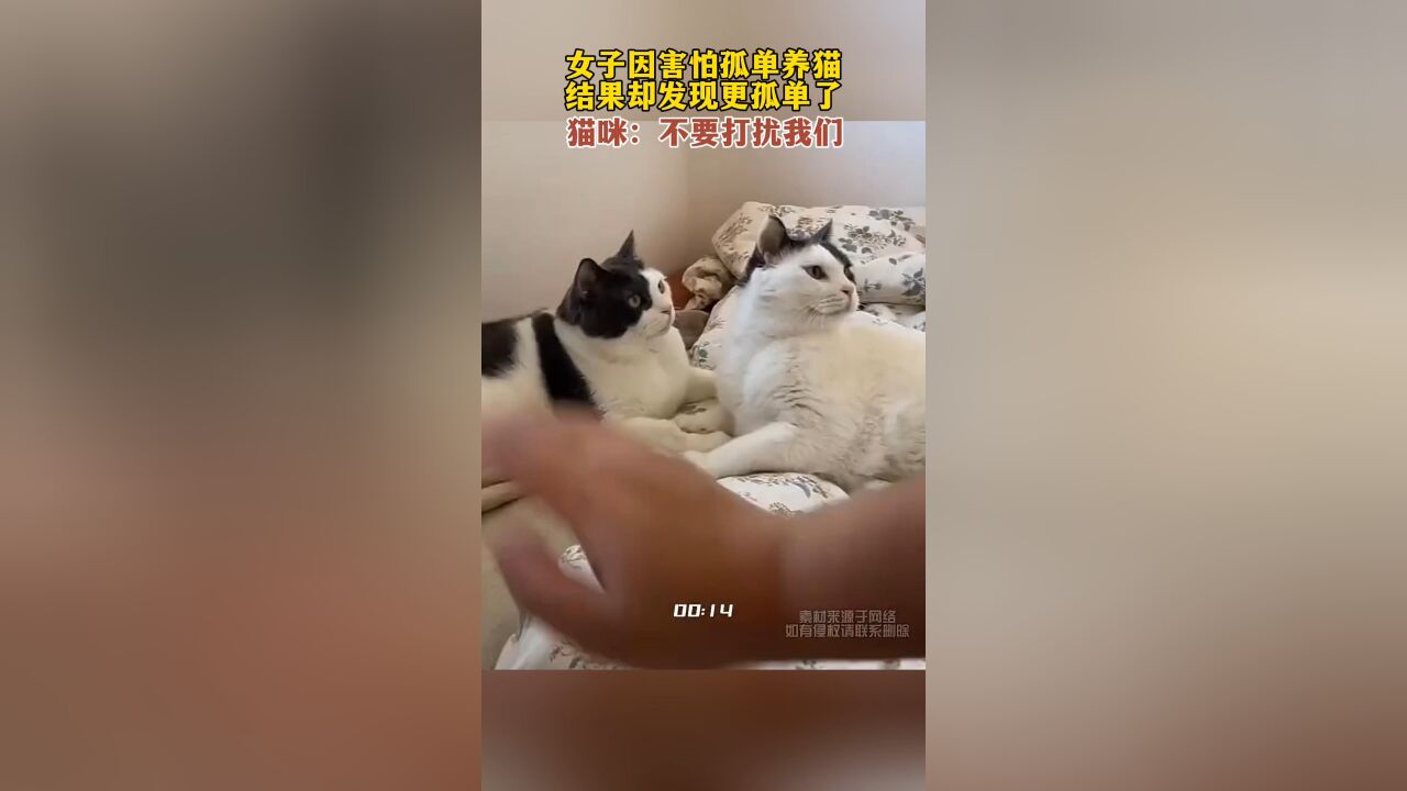 女子因害怕孤单养猫,结果却发现更孤单了