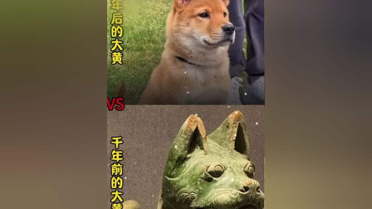 果然你可以永远相信老祖宗严选:中华田园犬爱与忠诚,从未改变!