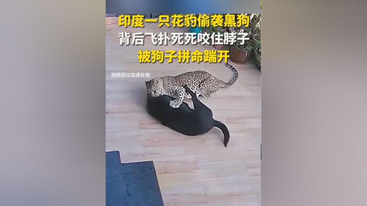 印度一只花豹偷袭黑狗 背后飞扑死死咬住脖子 被狗子拼命踹开