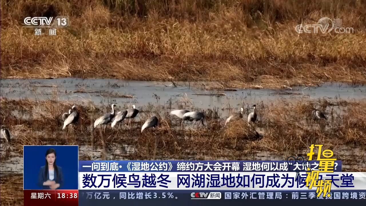 数万候鸟越冬!网湖湿地如何成为候鸟天堂?快来了解下