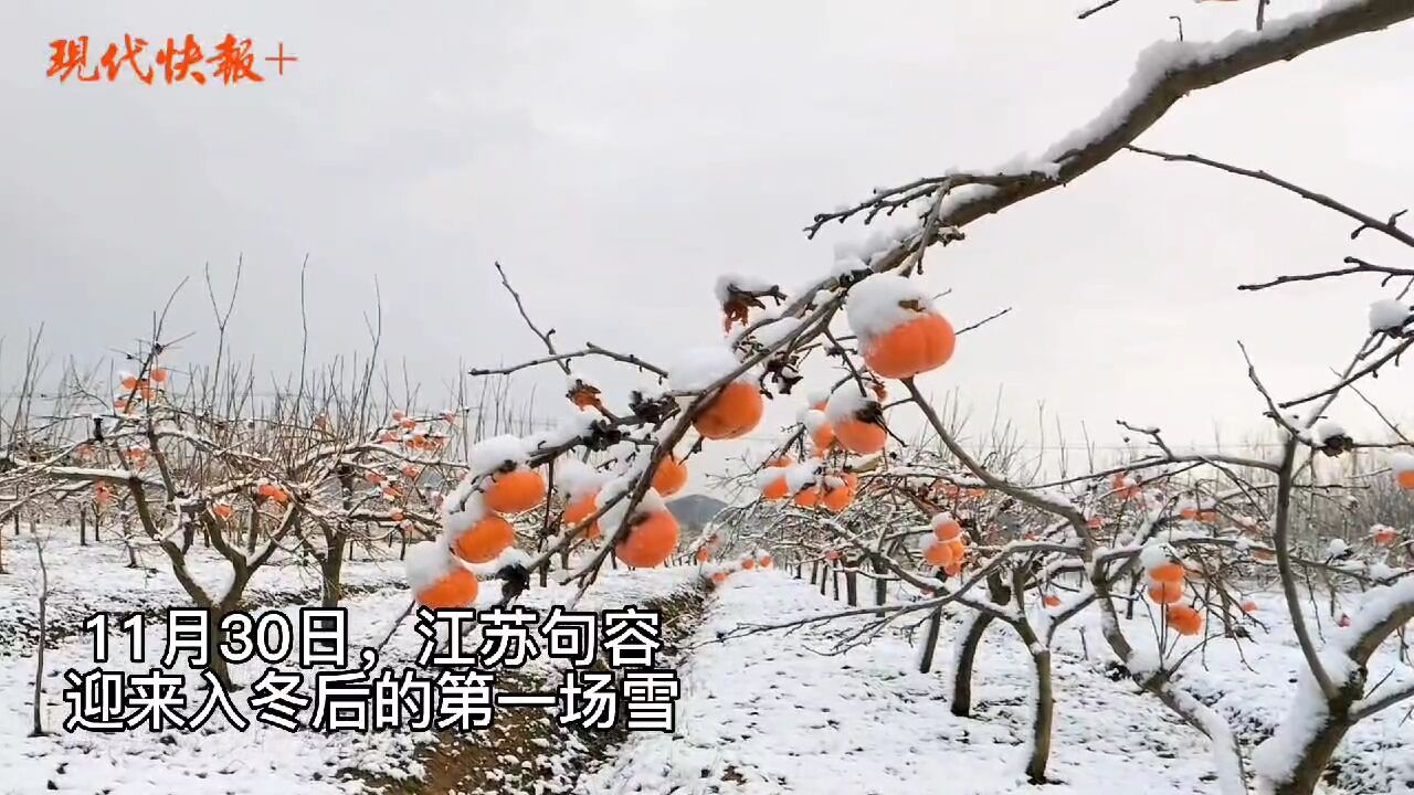 初雪美图!白雪映红柿,句容茅山披银装