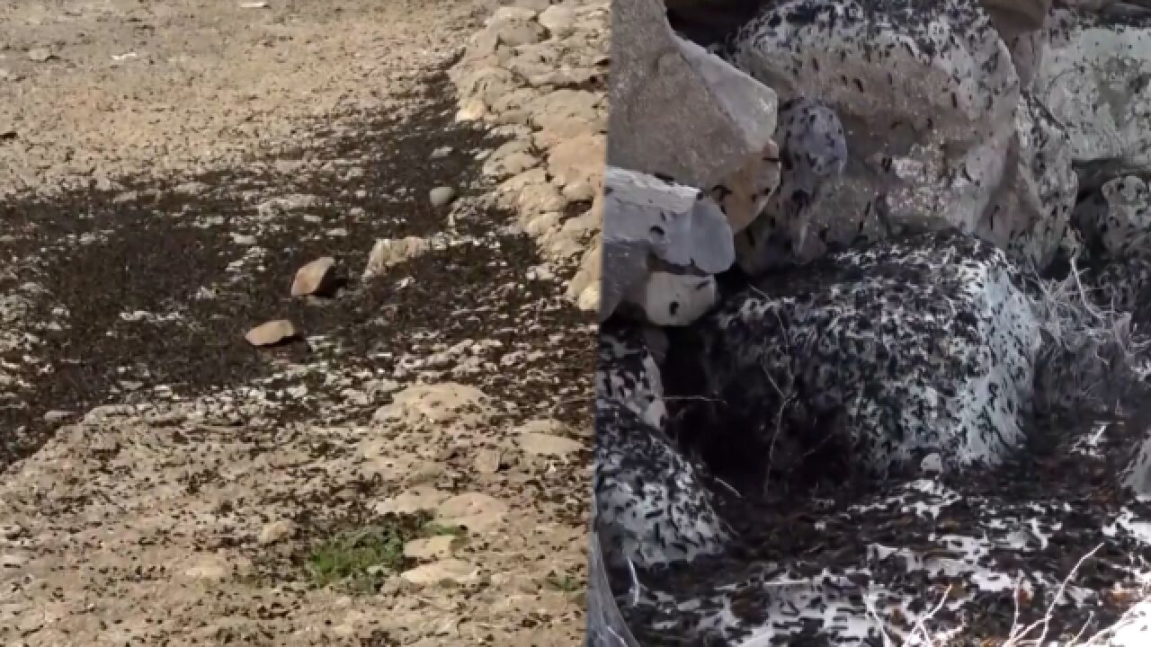 土耳其震后遭松毛虫大规模入侵,场面惊悚,当地居民惊呼从未见过