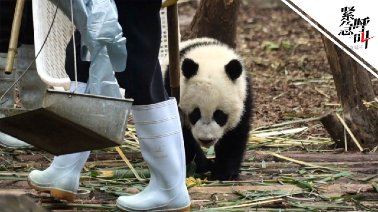 成都大熊猫基地主管部门:大熊猫宝新已去世 死因正在调查