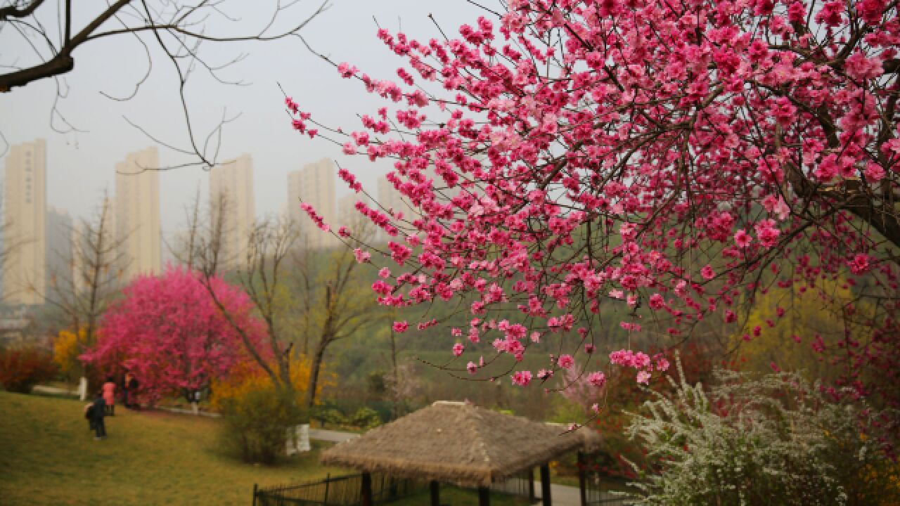 西安植物园之春:百花盛开,满园春色醉游人