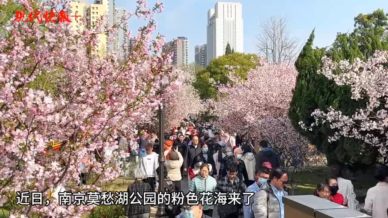 莫愁湖粉色花海来了!垂丝海棠、西府海棠迎最佳观赏期