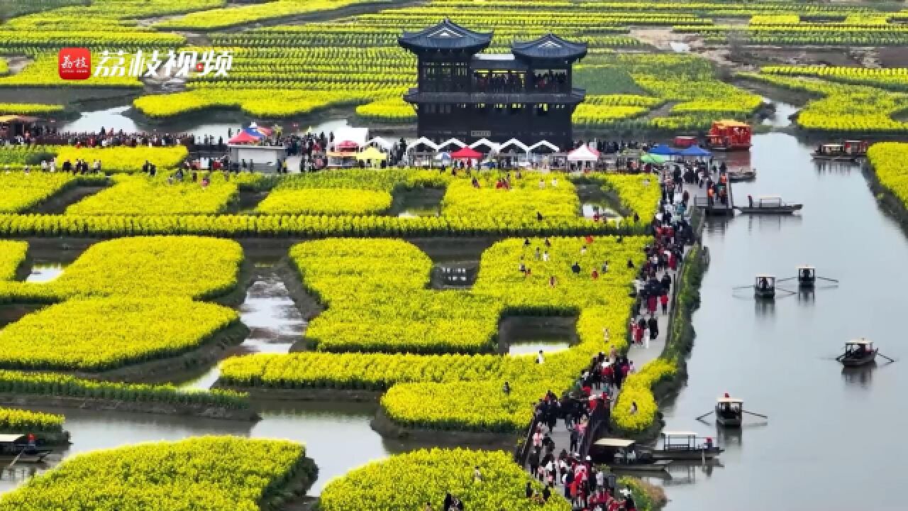 漂在水上的春天!江苏兴化万亩油菜花如金色海洋