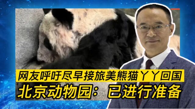 网友呼吁尽早接旅美熊猫“丫丫”回国北京动物园:已进行准备