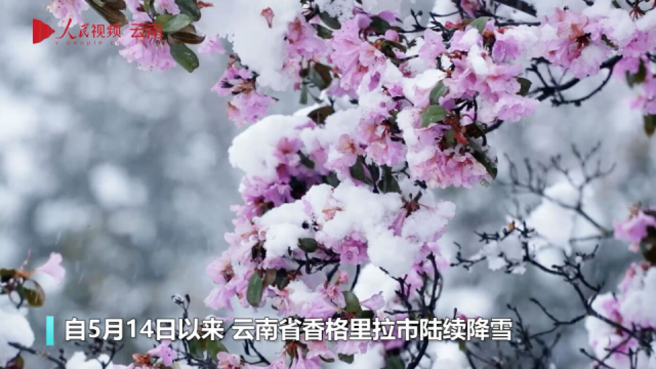 香格里拉5月飞雪,繁花白雪宛如仙境