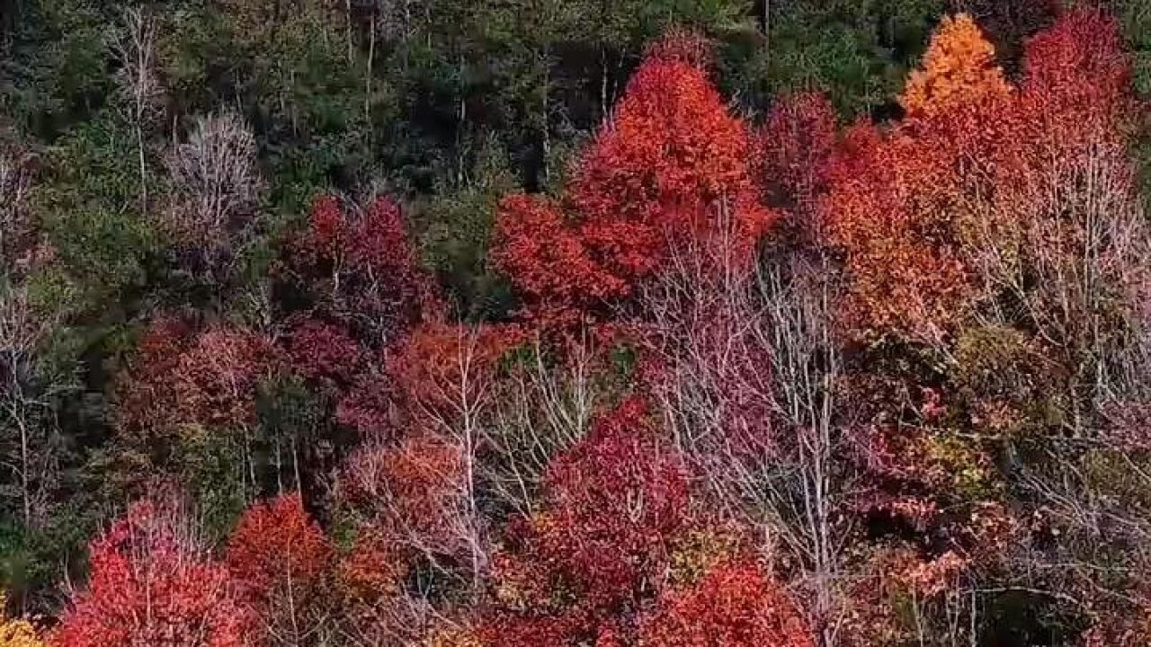 仙居最美红枫地 官路镇乌塘村层林尽染