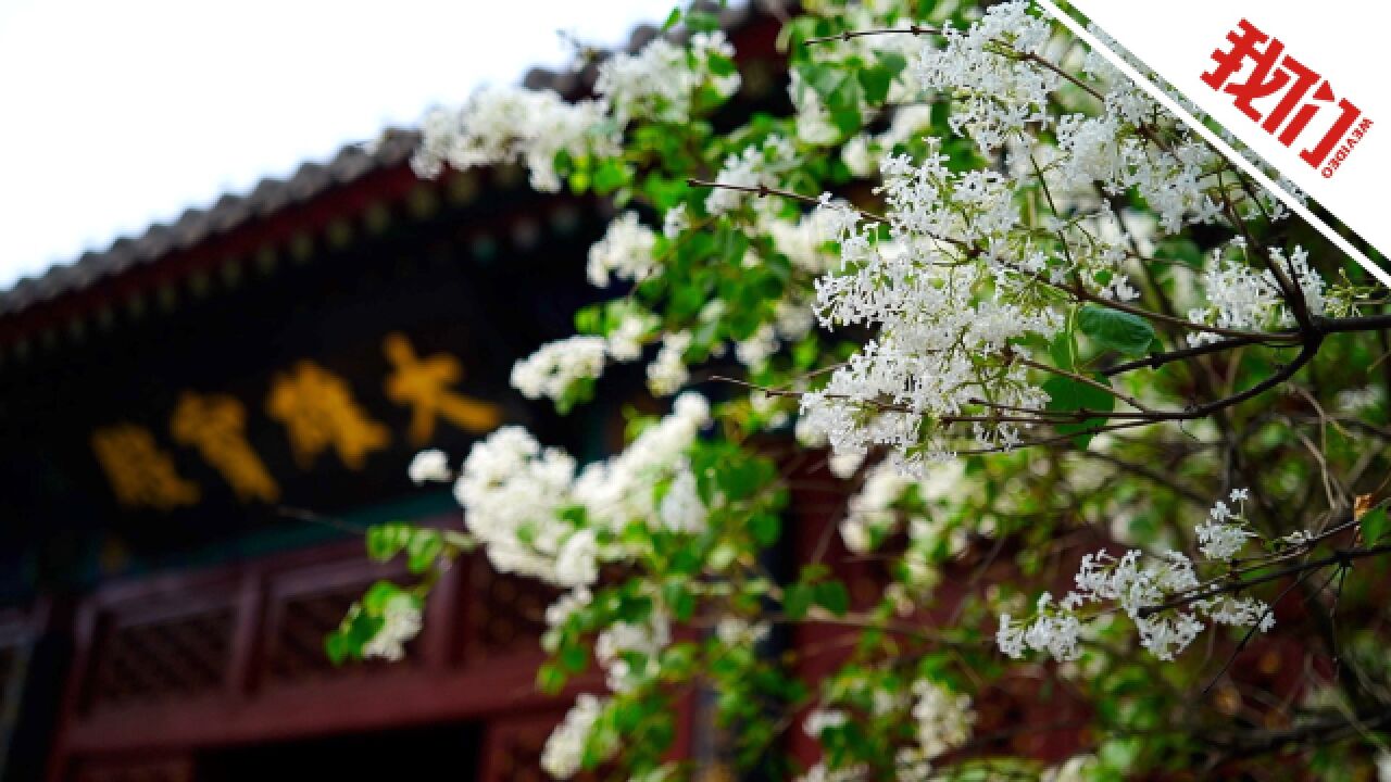 北京法源寺内丁香花盛开:花朵开满枝头随风摇曳 吸引市民拍照打卡