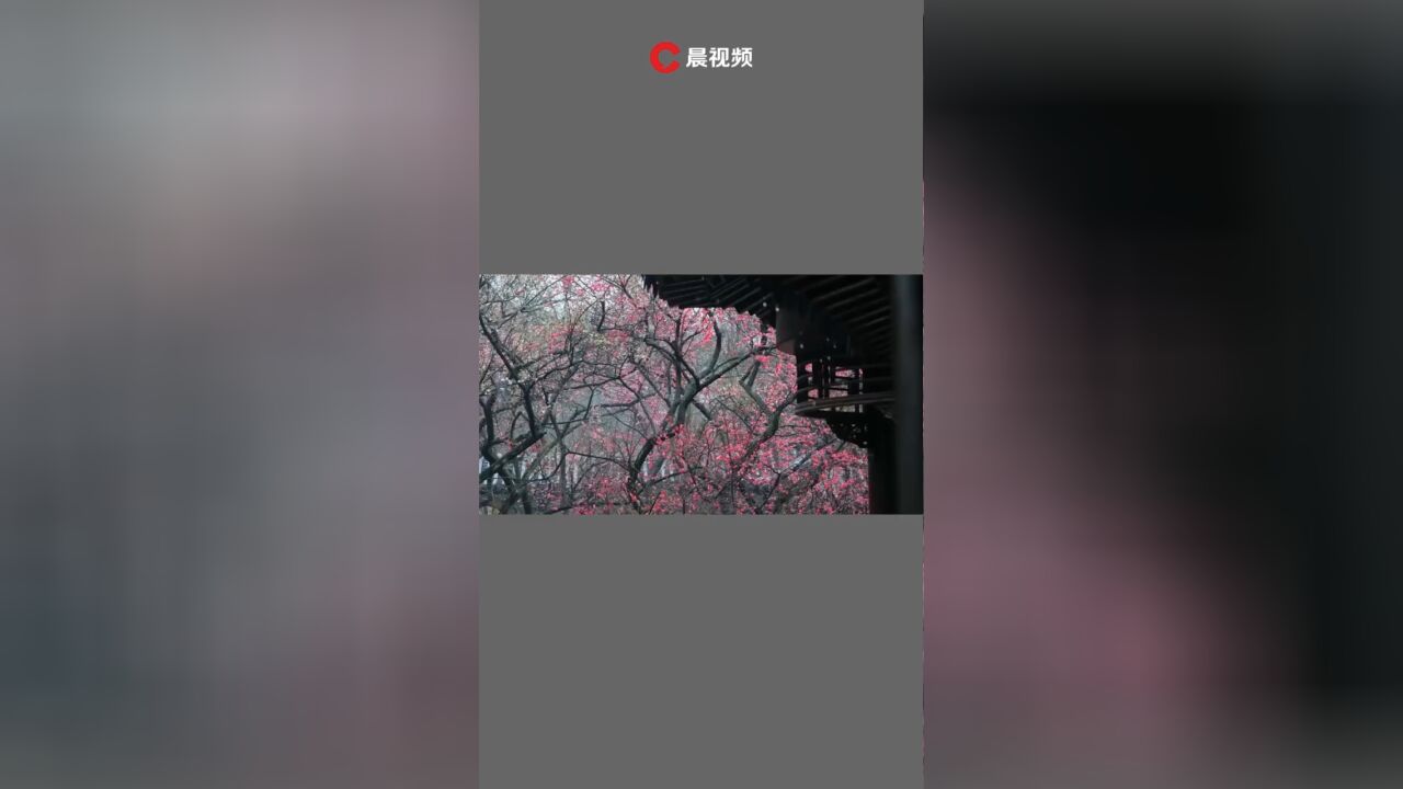 总要来趟南京看花吧!南京满城花开姹紫嫣红