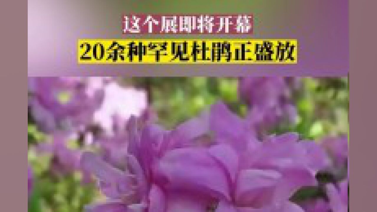 20余种罕见杜鹃正盛放,这个展即将开幕