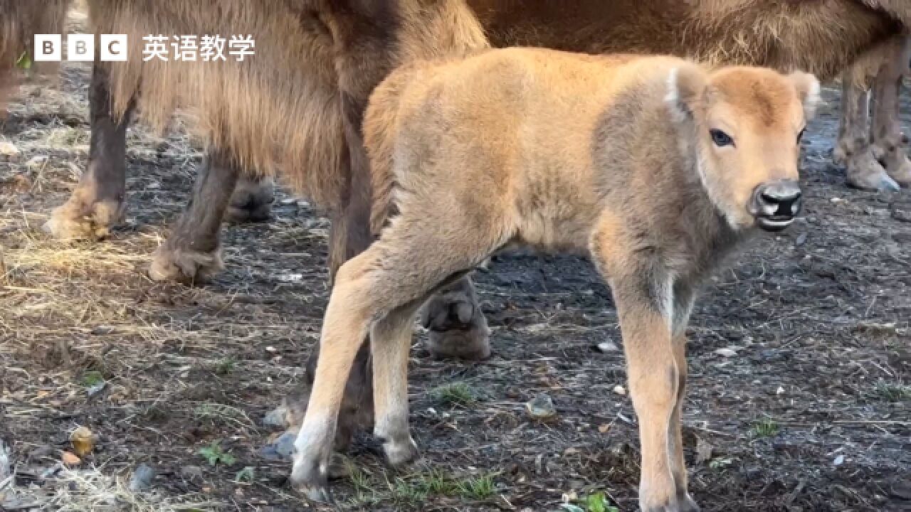 BBC英语大破解:数千年来第一头在英国林地出生的欧洲野牛 bison