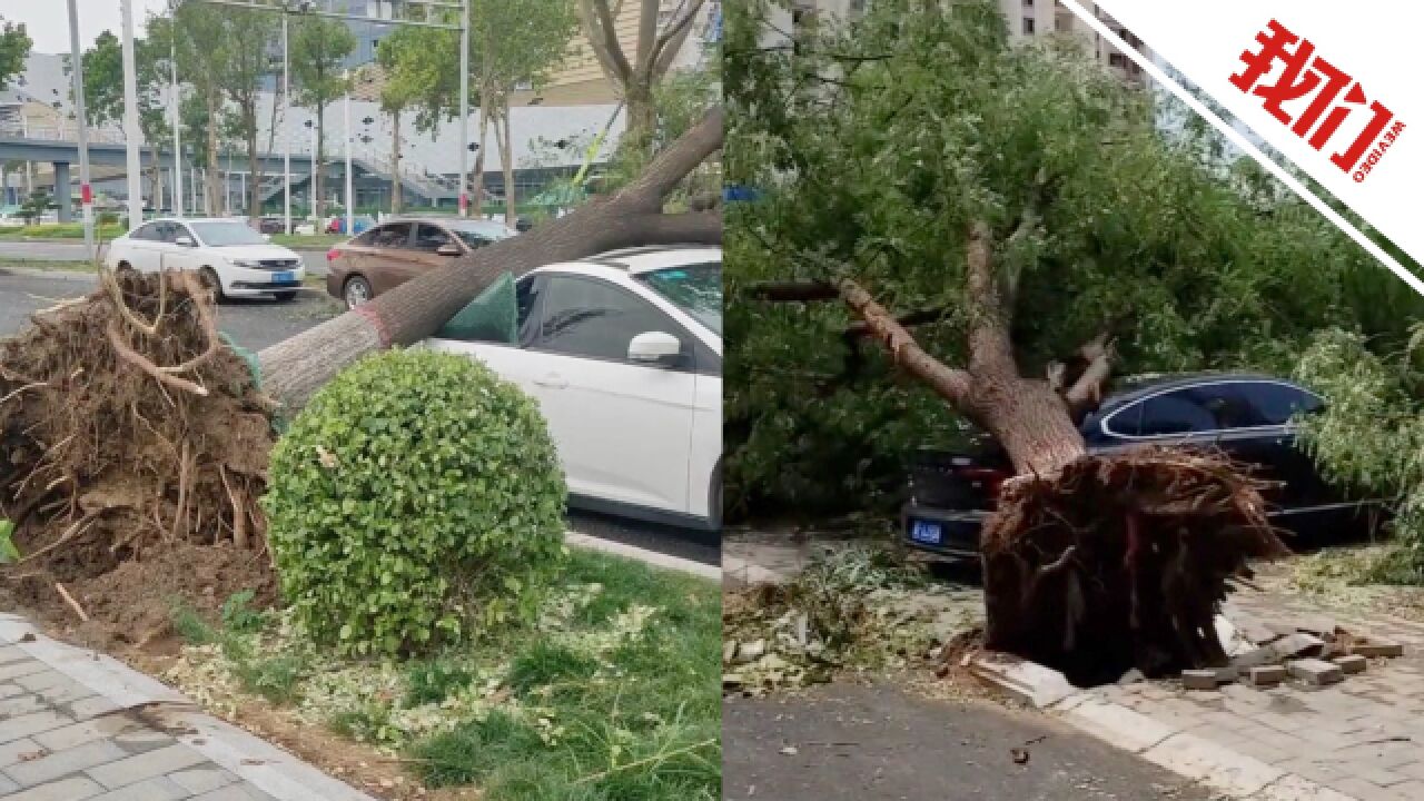 河北保定遭强对流袭击大树被吹倒砸中车辆 当地新发布雷电黄色预警