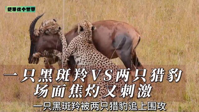 一只黑斑羚VS两只猎豹,场面焦灼又刺激