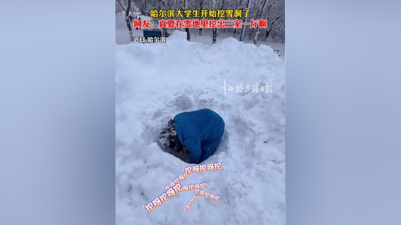 哈尔滨大学生开始挖雪洞了,网友:真要在雪地里挖出三室一厅啊