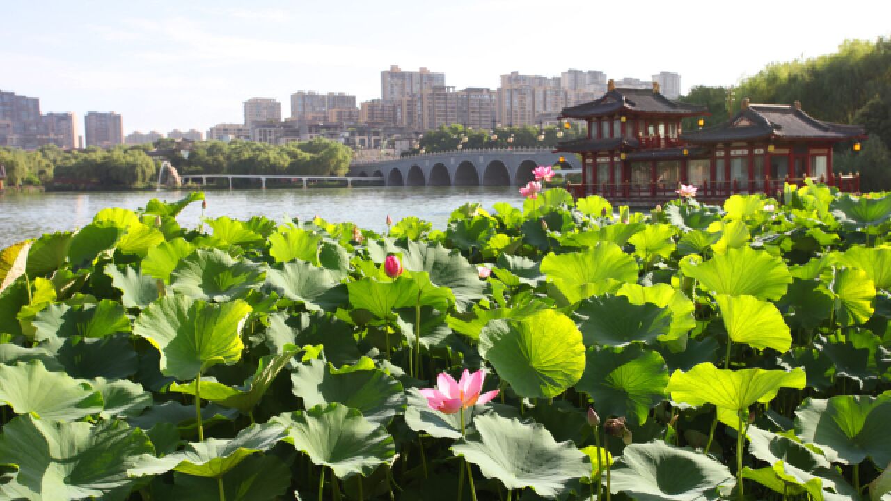 西安曲江池赏荷花:蓝天碧水一池荷花,平铺红云盖明镜