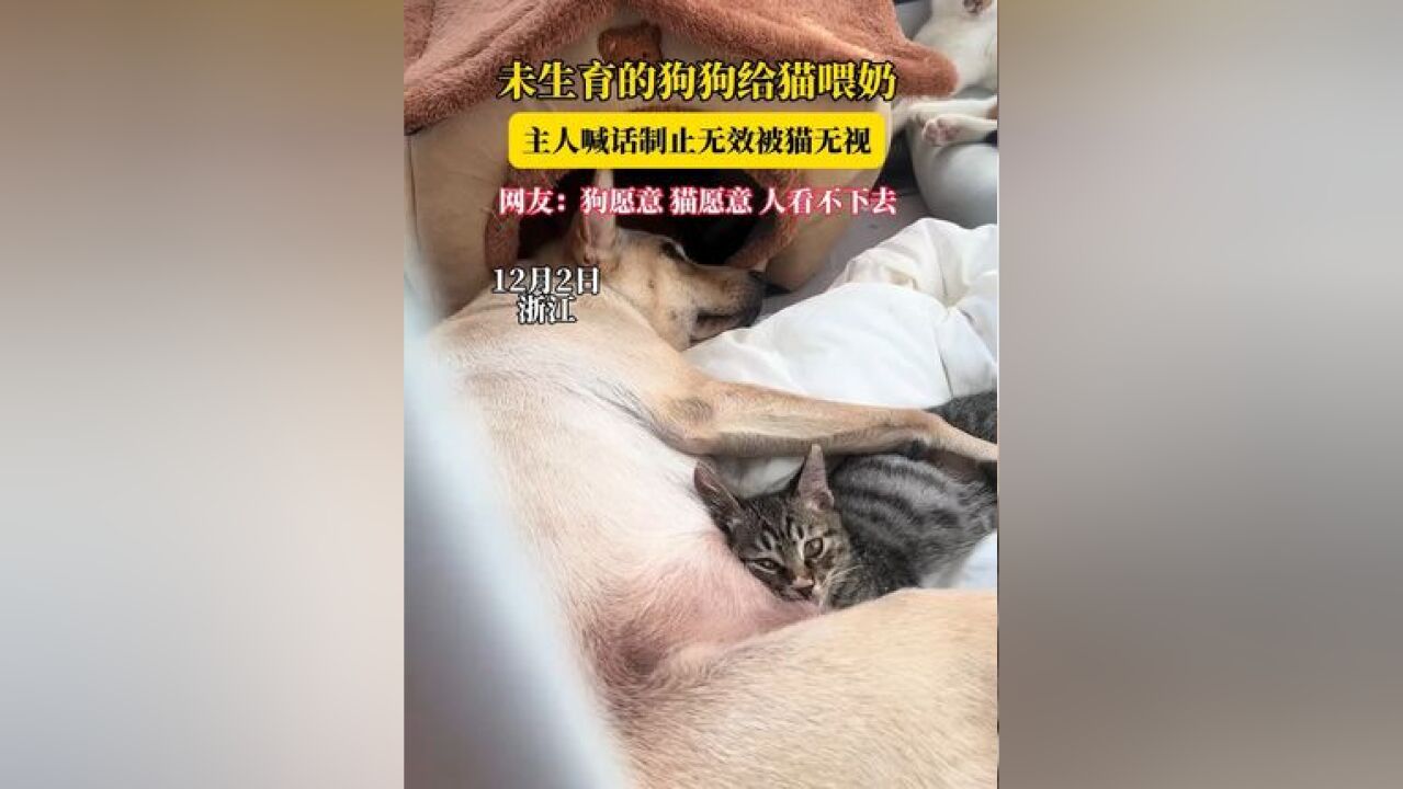 未生育的狗给猫喂奶,主人心疼狗狗,出声制止,猫咪依旧我行我素