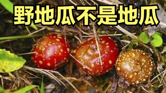 夏天农村美味野果,长在土里的无花果野地瓜,地果的授粉秘籍