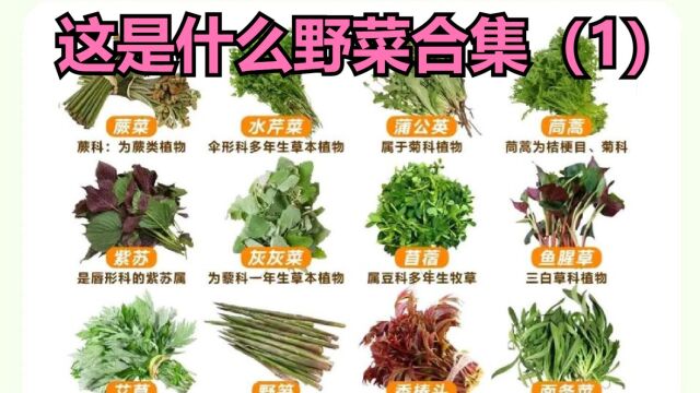 这是什么野菜之美味野菜和有毒植物合集(1)