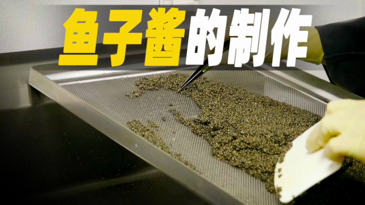 走进世界最大的鲟鱼养殖场,探秘鱼子酱制作过程,为了这一口要等上8年|纪录片