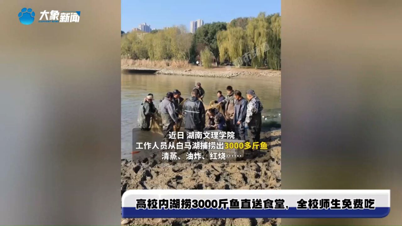 高校内湖捞3000斤鱼直送食堂,全校师生免费吃