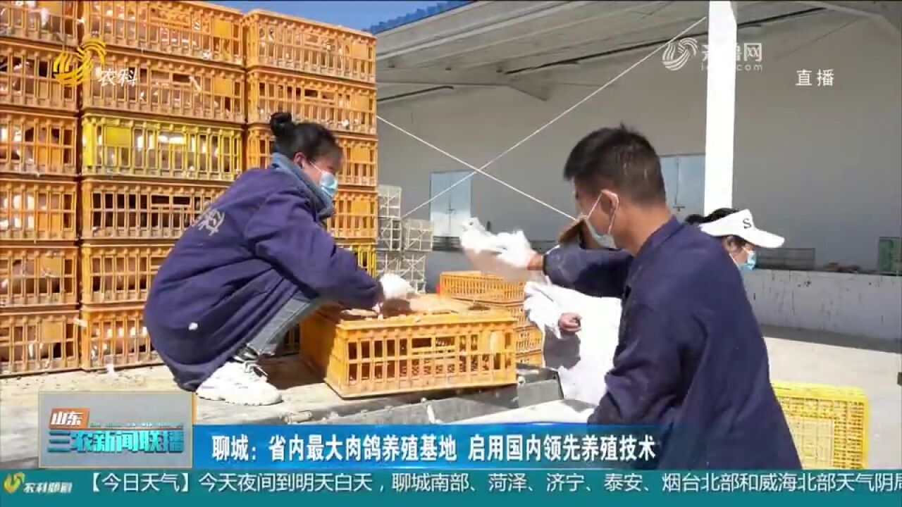 聊城:建设省内最大肉鸽养殖基地,启用国内领先养殖技术