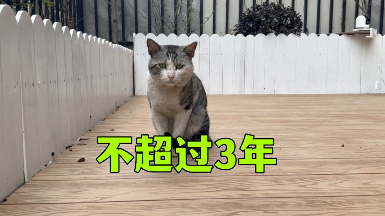 终于明白,流浪猫的寿命为什么不超过3年了