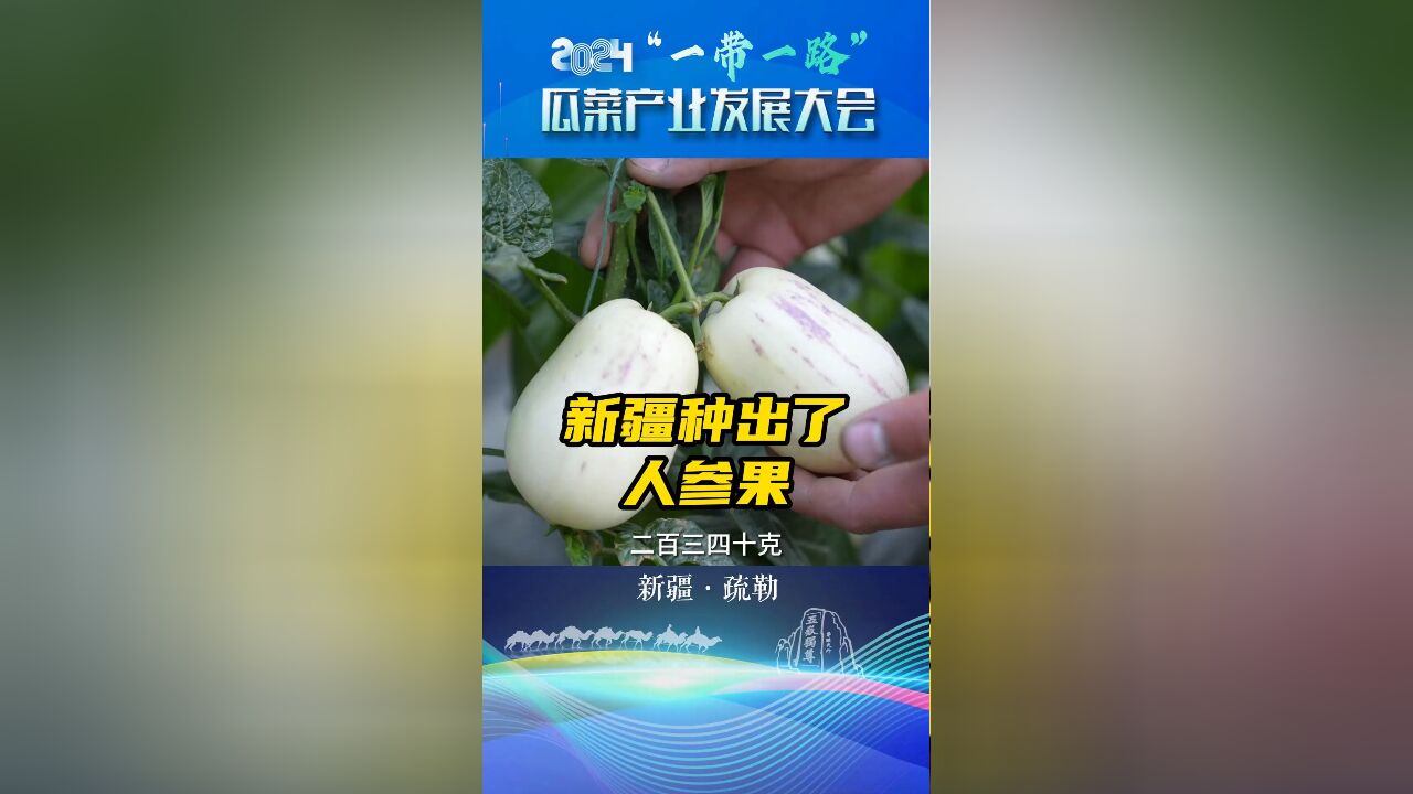 新疆种出了人参果,疏勒县探索瓜菜产业发展新道路