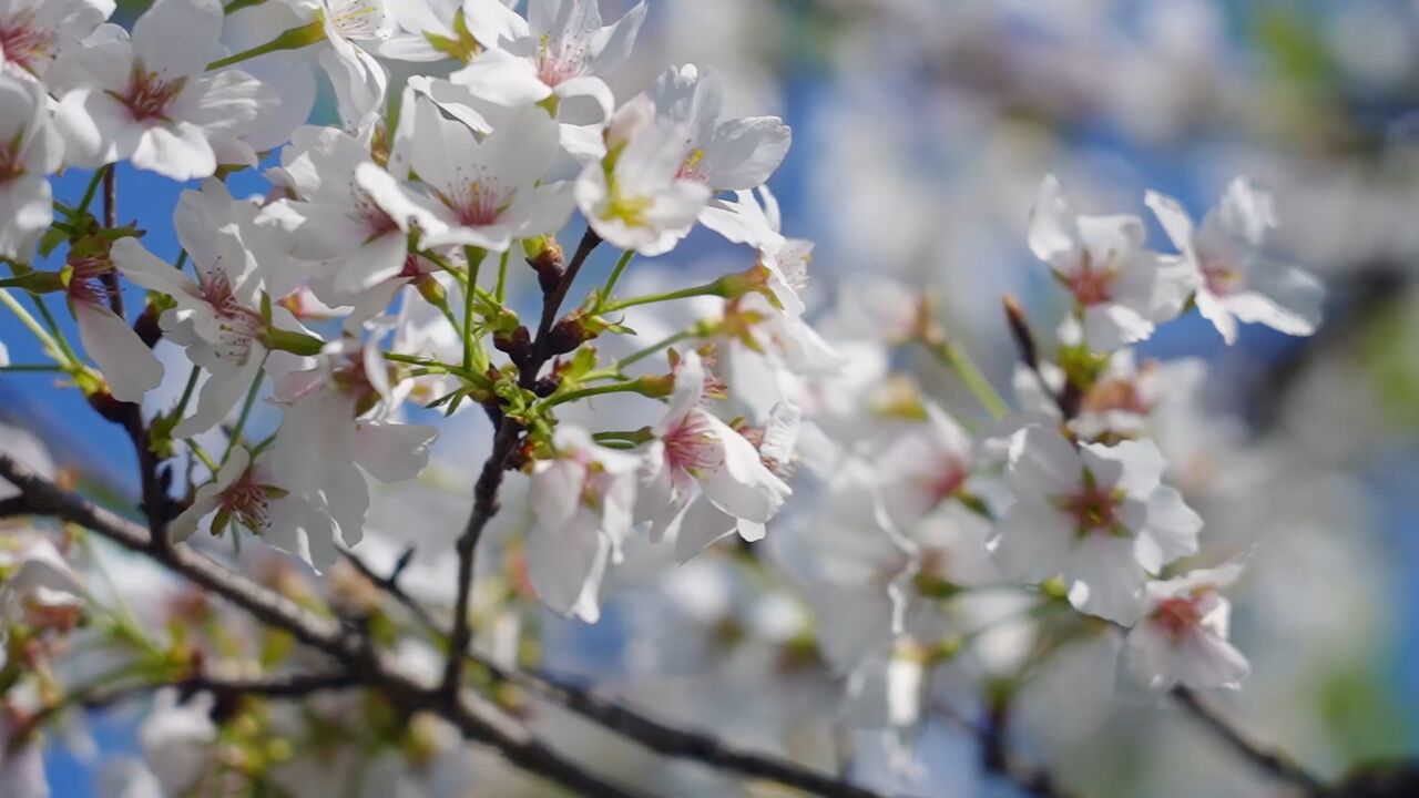 樱花和樱桃是什么关系?神奇的知识又增加了!