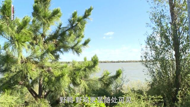 「牢记殷殷嘱托」嫩江湾湿地:用生态之美写出“大安答卷”