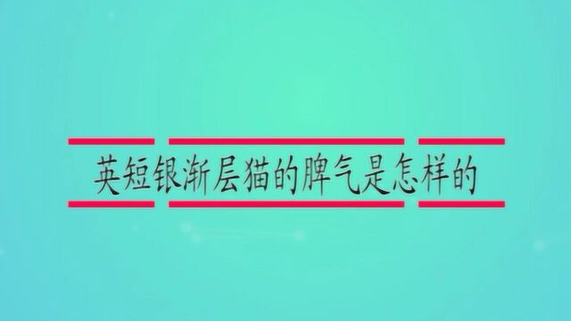 英短银渐层猫的脾气是怎样的