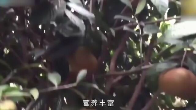 吃茶油对身体有什么好处