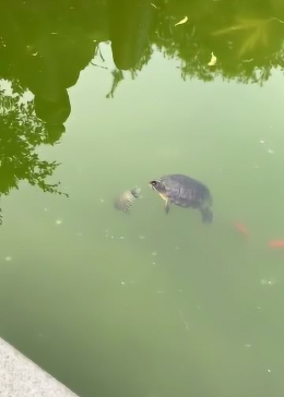 小乌龟：妈妈，我想吃鱼，吃两条，快，它们要跑了