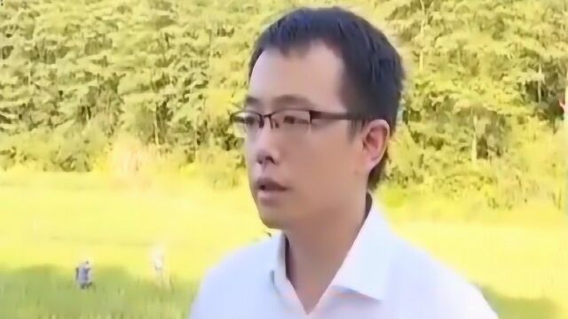 在群山环绕的梯田中 为了种植绿色有机水稻不打农药 用手工插秧