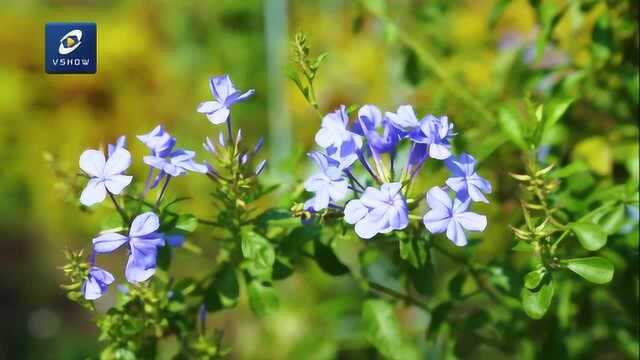 问花21期蓝花丹