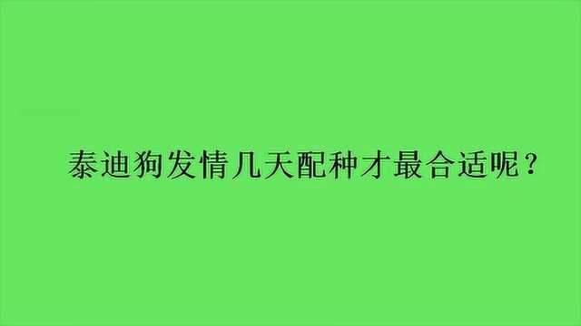 泰迪狗发情几天配种才最合适呢?