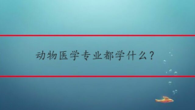 动物医学专业都学什么?