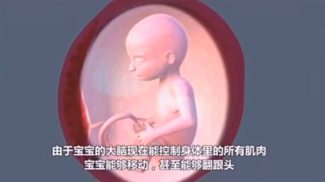 宝妈涨知识:胎儿第十四周发育过程,孕中期