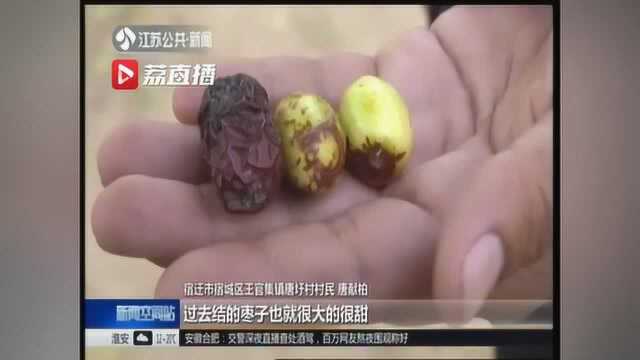 百年老枣树 每年挂枣数百斤